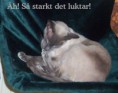 /album/bildgalleri/a100-1087-stark-tabira-jpg/